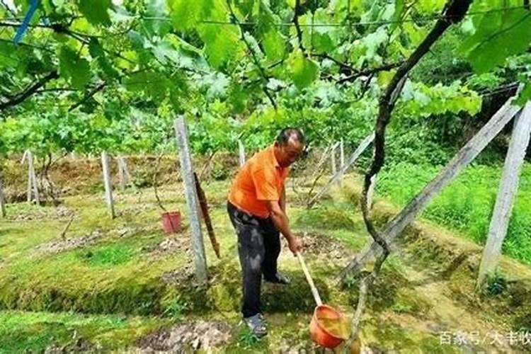 金桔树用什么肥料最好