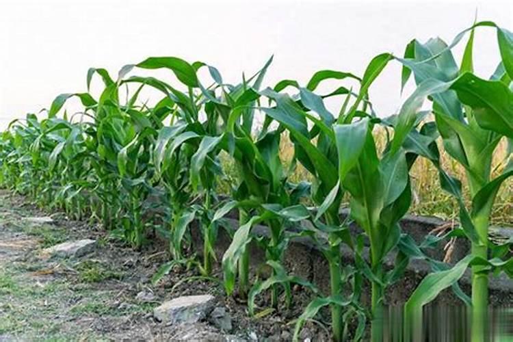 碳酸钾可以做肥料吗