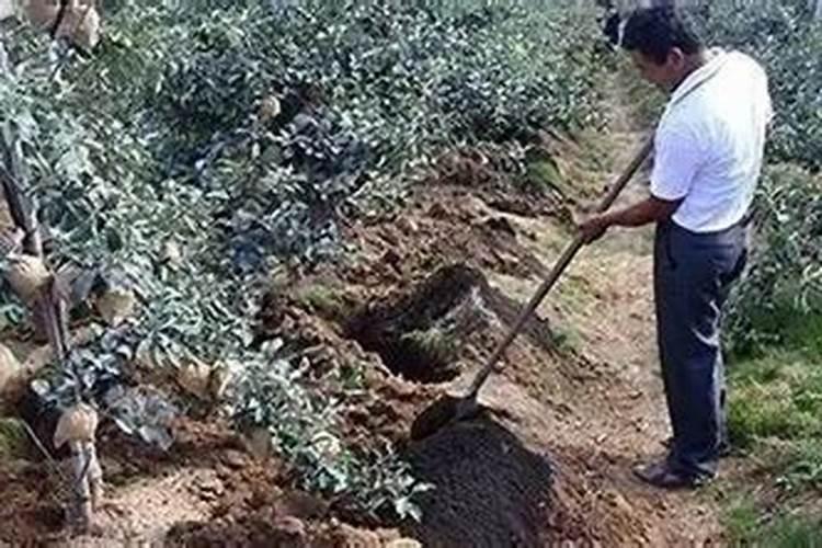 丝瓜小瓜变黄最快解决方法