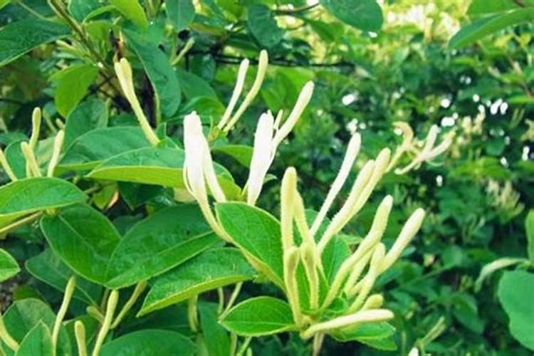 金银花一年要施几次肥
