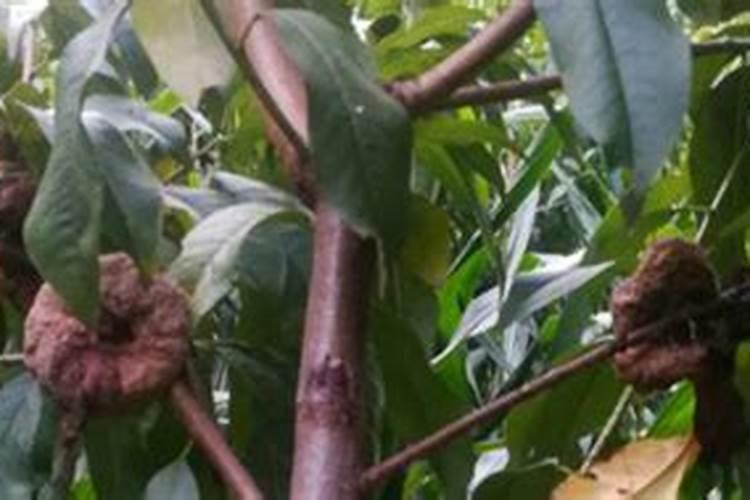 果园后期叶面肥用什么好