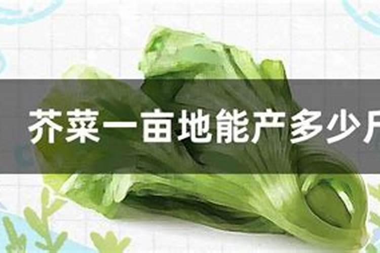 种植芥菜的前景怎么样？