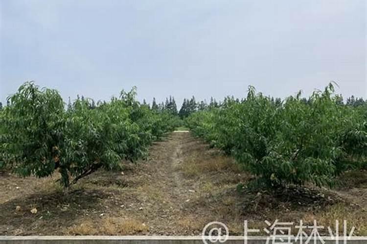 桃树应该什么时候施肥？