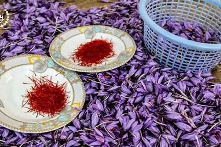 藏红花施什么肥？