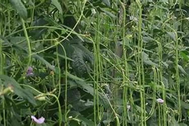 豆角什么时候施肥 豆角哪时候施肥比较好