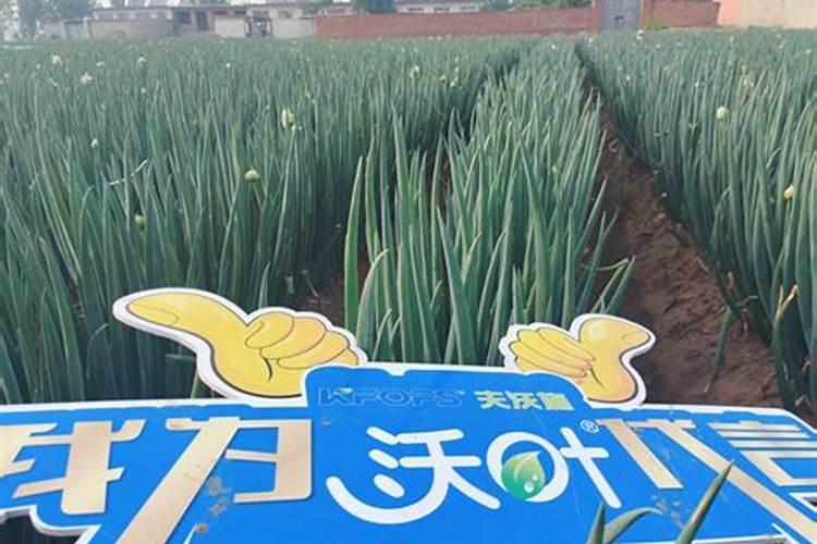 芹菜可以喂鱼吗？