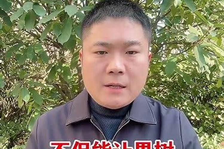 玫瑰花怎么施肥