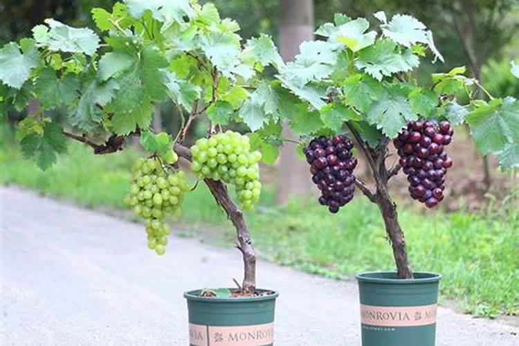 果树缺镁的形态是怎样的？