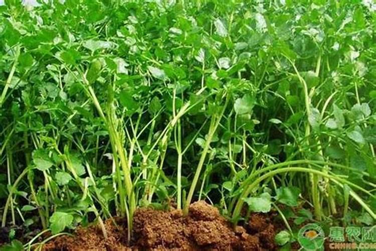 夏季中午给果树打药可以吗高温天气下果树打药需要注意什么