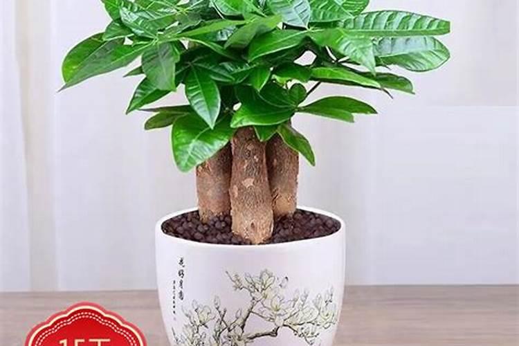 青稞什么时候成熟 青稞种植方法介绍