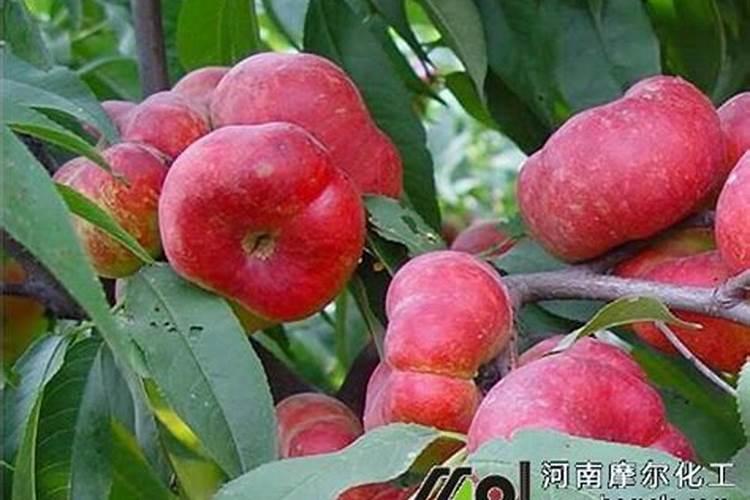 硫酸亚铁能和复合肥一起用吗