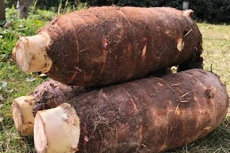 玉米施什么肥料最好