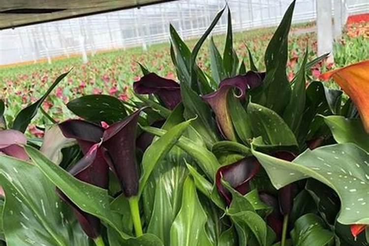 冬季多肉植物怎么施肥 冬季多肉植物施肥方法