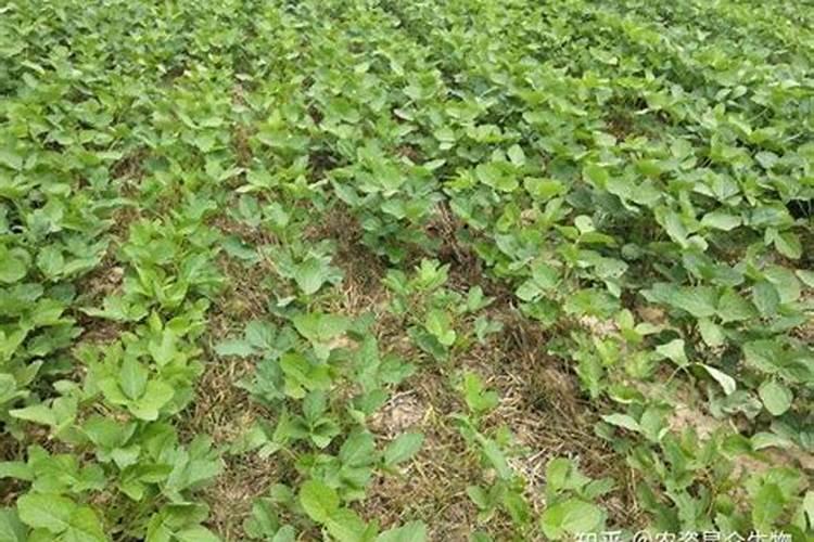 番茄的施肥方法