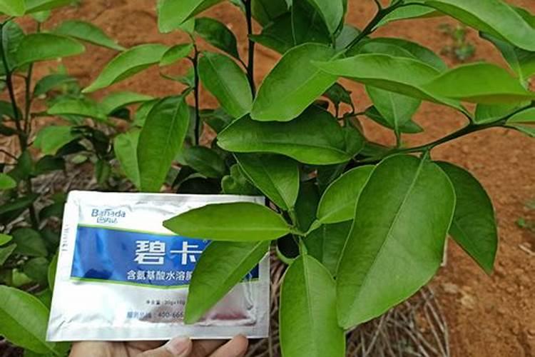 在给作物补钙时,哪些肥料比较适合作物的吸收呢？