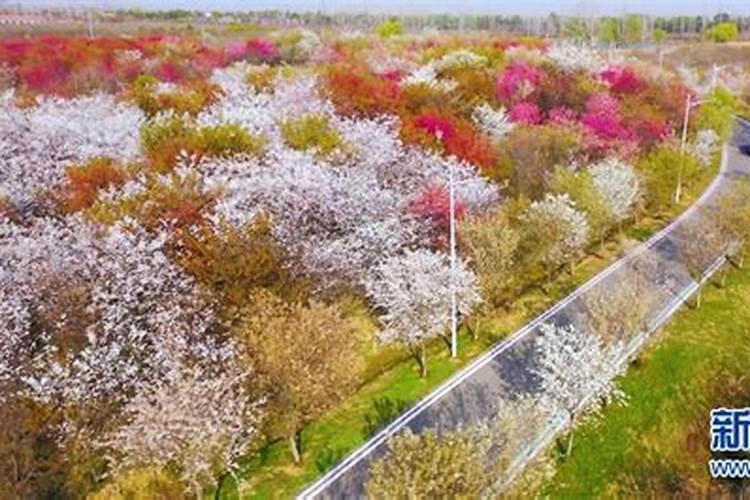 黄瓜用什么底肥好呢？