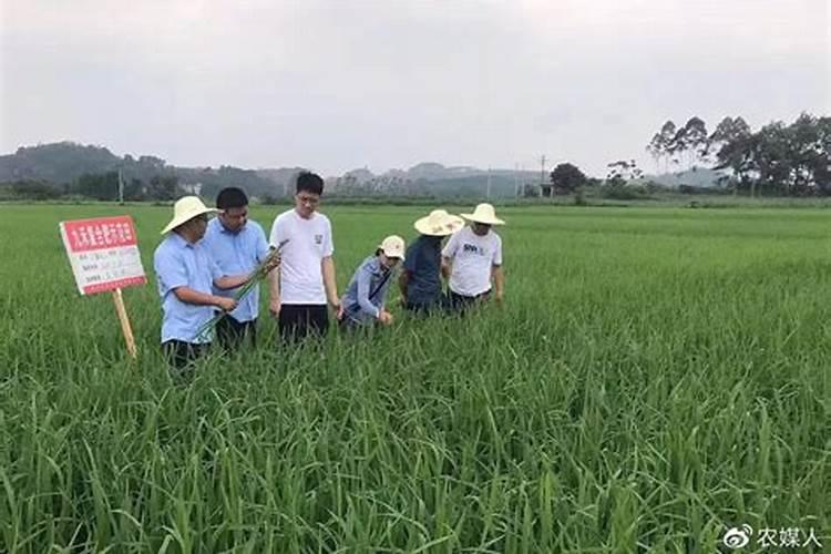 双色茉莉花能用硫酸钾肥吗