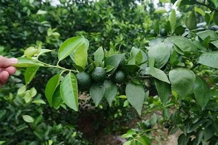 银海化工十三元素怎么样