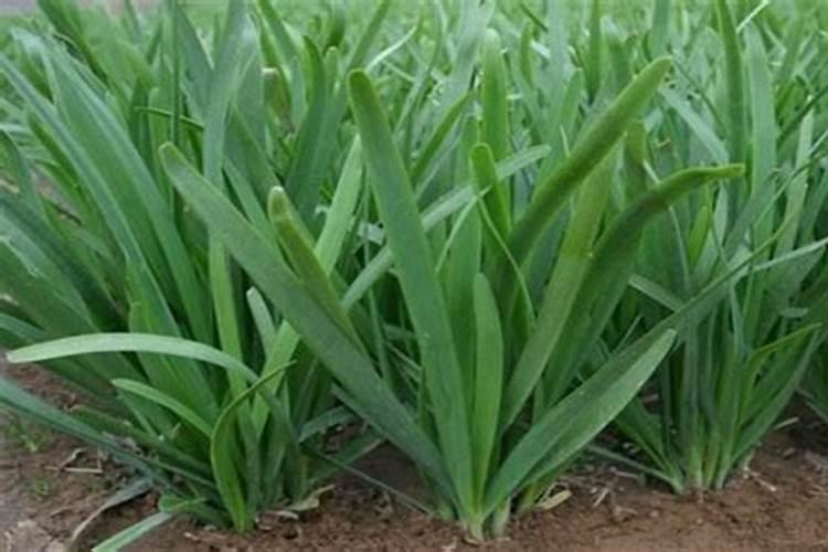 发酵花生枯水肥用糖好还是黄腐酸钾好