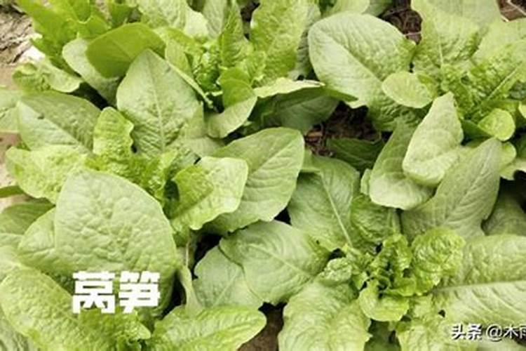 莴笋追什么肥好,打什么药谢谢？