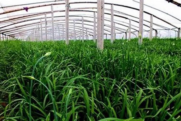 种韭菜施什么肥好