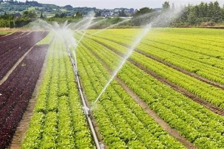 发财树用什么肥料最好