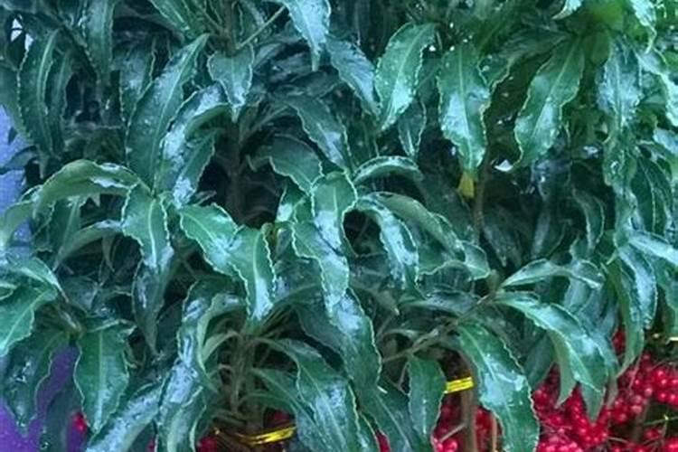 富贵籽花的养殖方法(富贵籽的种植方法)