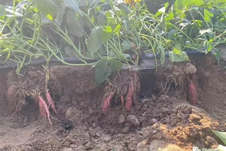 红薯施肥时间和方法