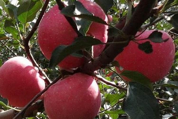 通用型营养液和专用型(如月季、绿萝、龟背竹、柠檬)怎么选？