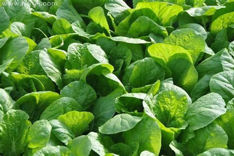 荷花栽培养殖方法(家里水缸种荷花的技巧)