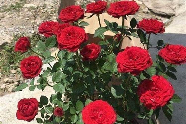 番茄苗多少度冻死