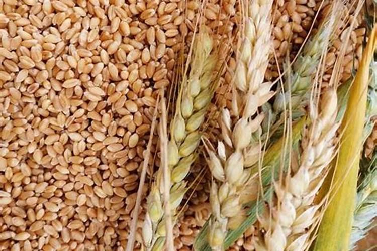 文竹叶子发黄怎么挽救