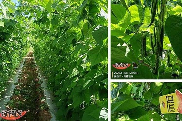 梨树该怎样施肥？