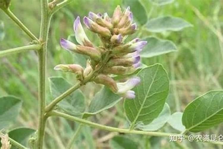 梨树从什么时候开始打叶面肥好