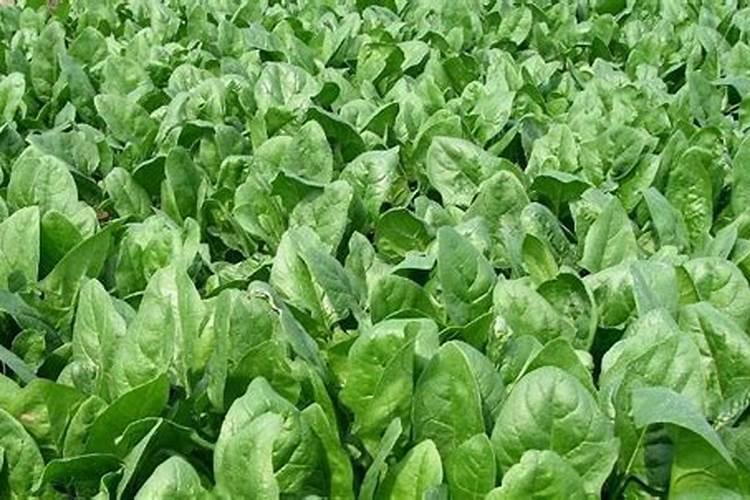 冬天种青菜用什么肥,附种植方法