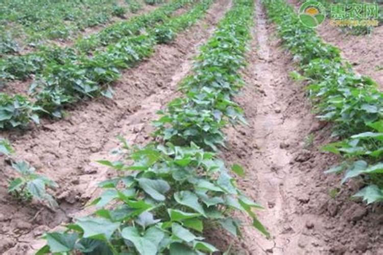 红薯苗成活后怎么施肥和管理