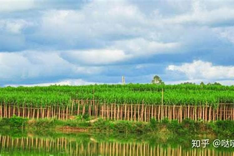 养花钾肥有哪些