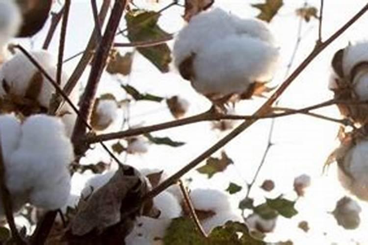 尿素和磷酸二氢钾叶面肥配比