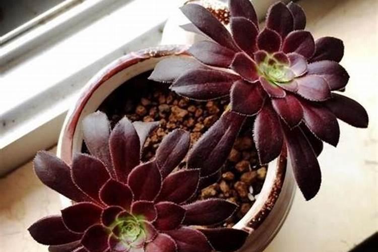 大肥王埋土还是溶水里