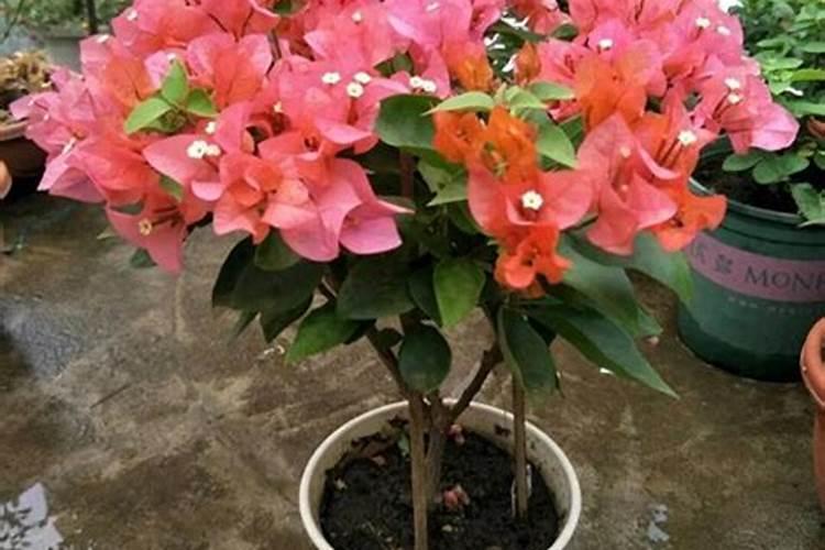 世界顶级!成功的经销商必须抓住的一款高端肥!