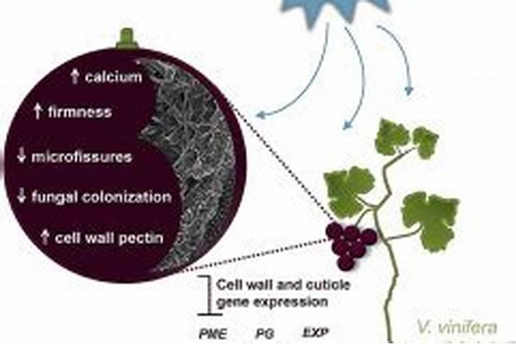 玉米促早熟技术是什么