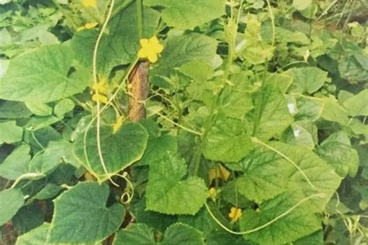 种菠菜用什么肥料 四季应该怎么办