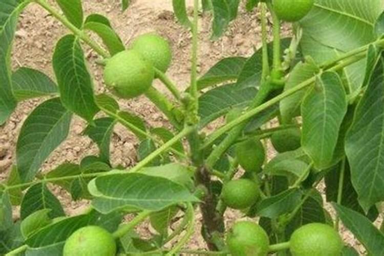 我种的盆栽辣子为什么长这么高,还不开花