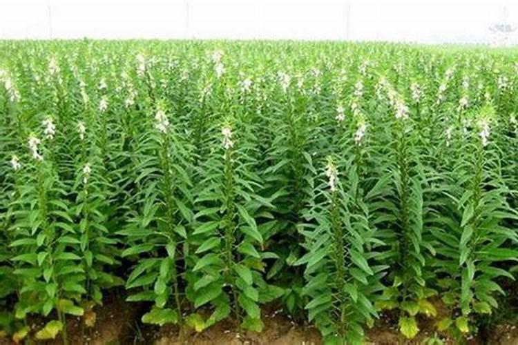 大豆栽培时怎么使用钾肥