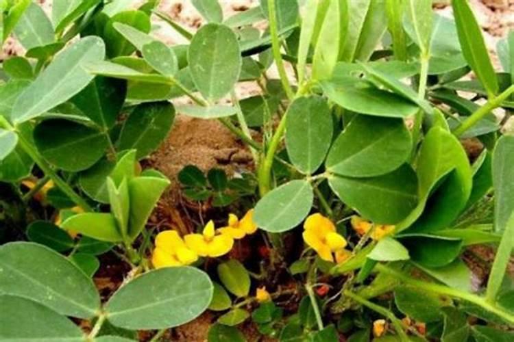 花菜施肥用什么肥料好？高产有技巧