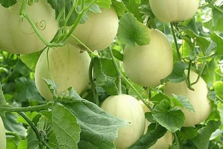 果树缺硼会出现哪些症状？