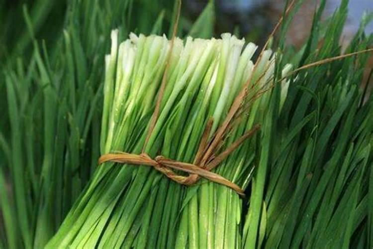 韭菜上什么肥料长的黑亮又粗壮？韭菜可以种植几次？