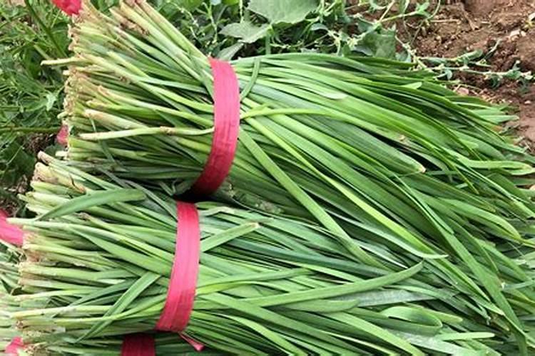 棚里韭菜使用啥肥料好