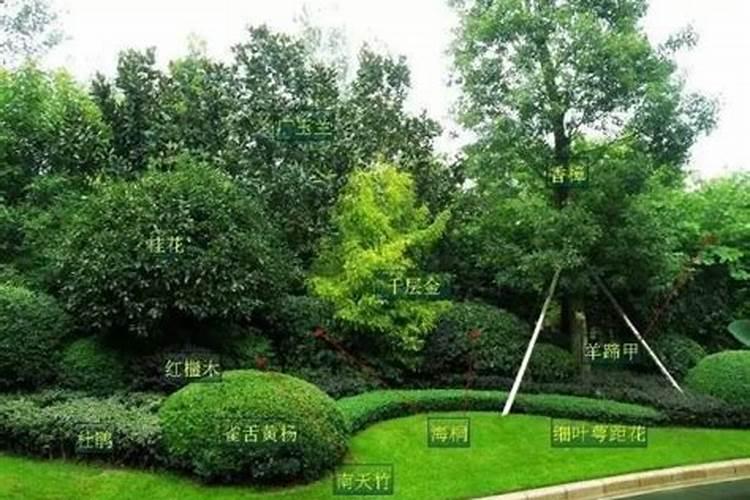 氮肥适合哪些植物与花