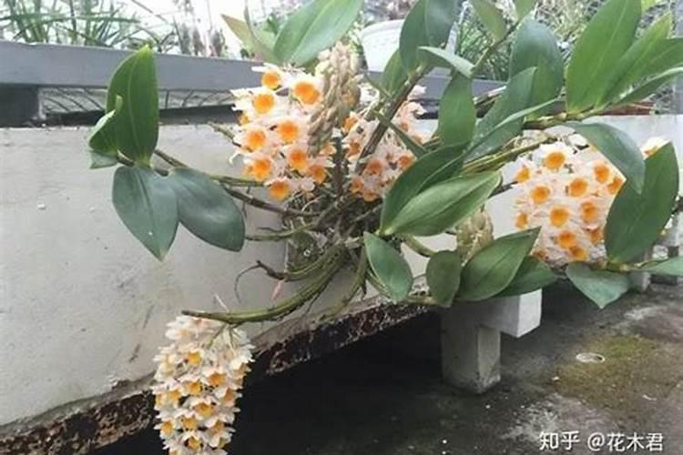 夏天法师掉叶子怎么养护 法师夏天掉叶子怎么办